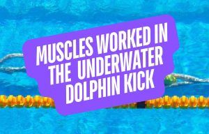 Muscles Worked in the Underwater Dolphin Kick